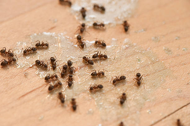 Best Pest Prevention Services  in High Bridge, WA