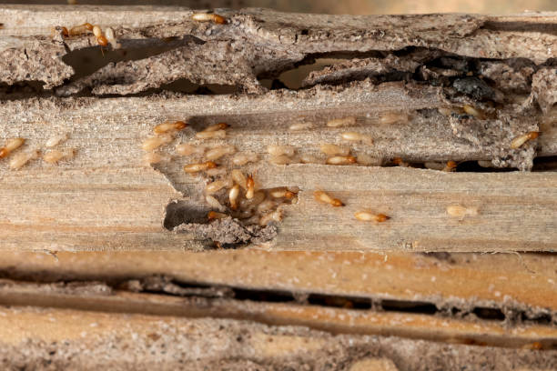 Best Pest Control Near Me  in High Bridge, WA